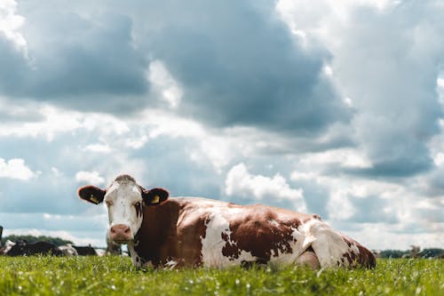 A Cow Lying on Grass