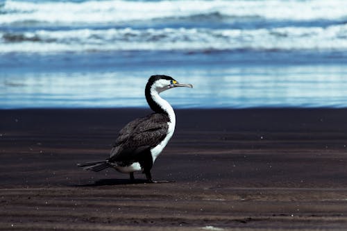 Black and White Seabird on a Black Sand at Sea