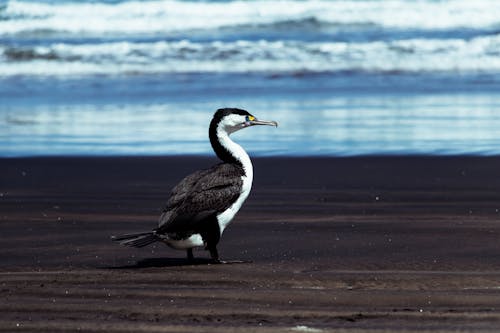 Kostenloses Stock Foto zu meer, natur, sand