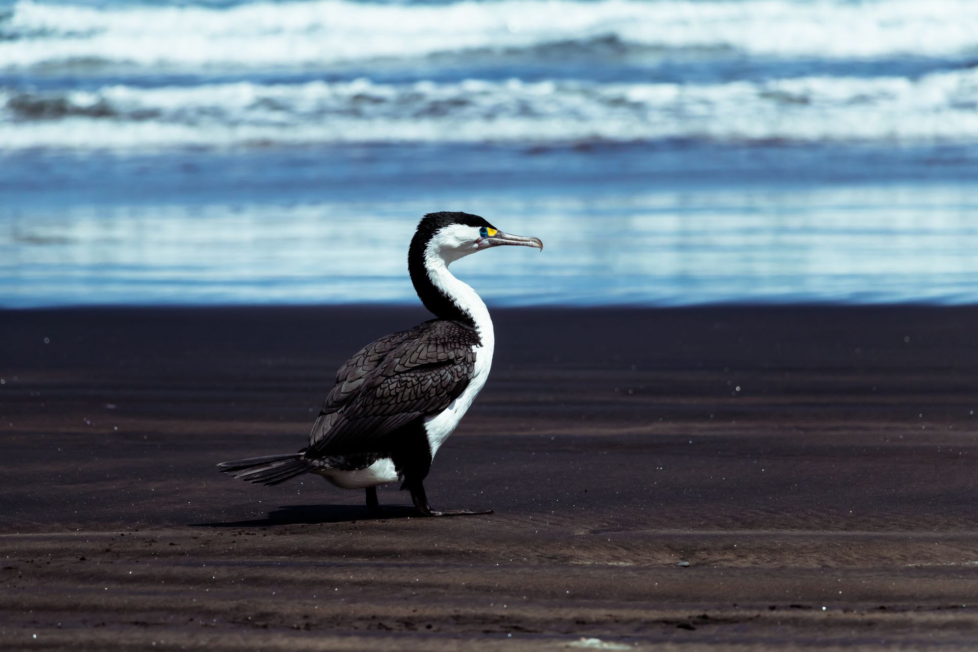 Australian Pied Cormorant walking on a sandy beach with ocean waves in the background.