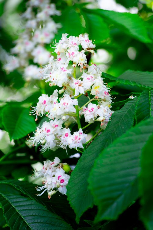 Free Vibrant white horse chestnut flowers blooming amid lush green leaves on a sunny spring day. Stock Photo