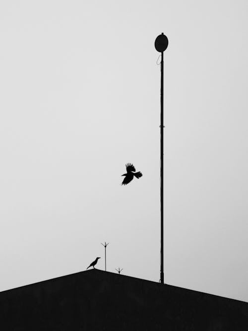 Free Silhouette of a Bird Flying Stock Photo