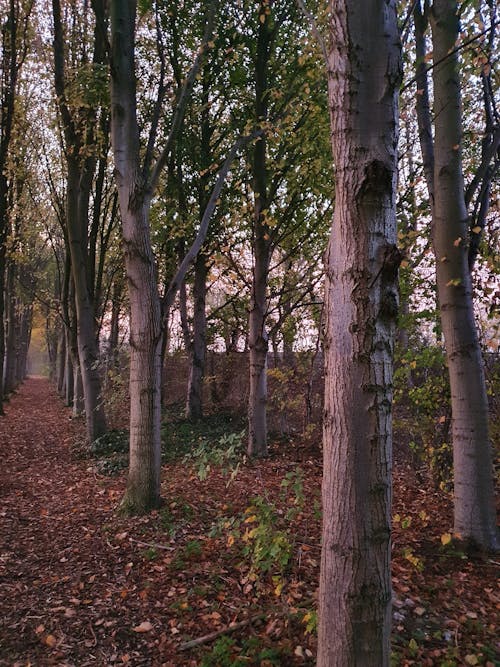 Foto profissional grátis de árvores, caminho, campo
