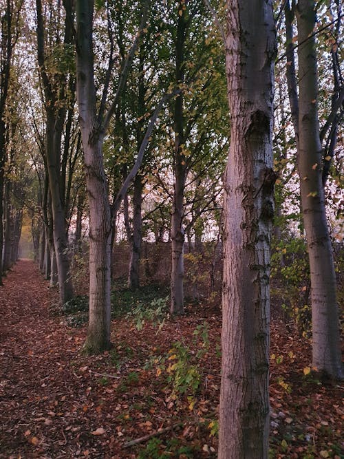 Immagine gratuita di abbaiare, alberi, autunno