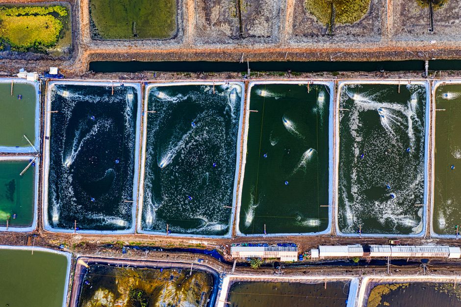 Top view of rectangular shaped ponds with swimming fish in pure aqua with ripples in countryside