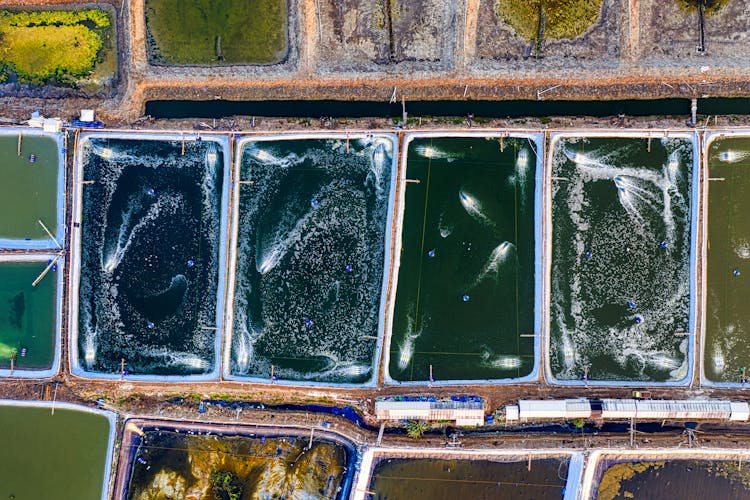 Various Ponds With Fish On Farm In Daytime