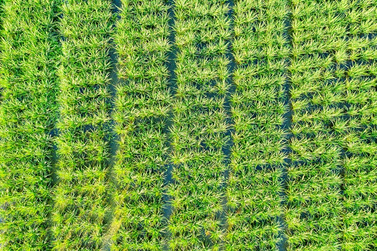 Textured Background Of Lush Green Plantations On Farm