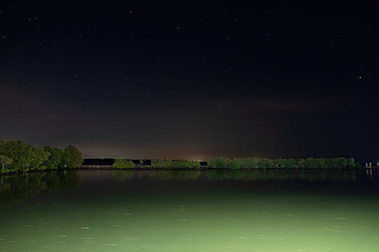 Green Pond Against Trees Under Dark Sky At Night