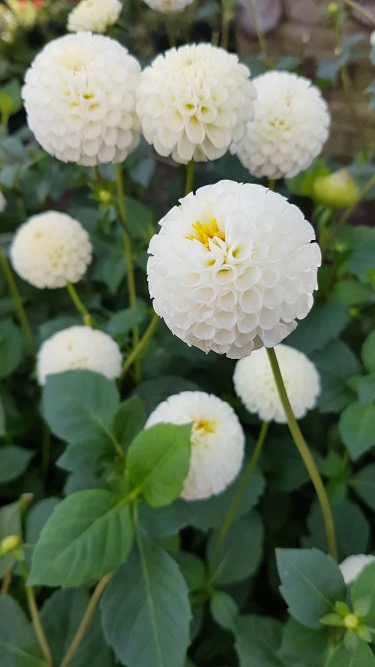 A Close-Up Shot Of A Dahlia White Pom Pom Flowers