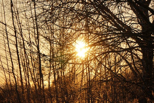 Ilmainen kuvapankkikuva tunnisteilla aamu, auringon häikäisy, auringonlasku