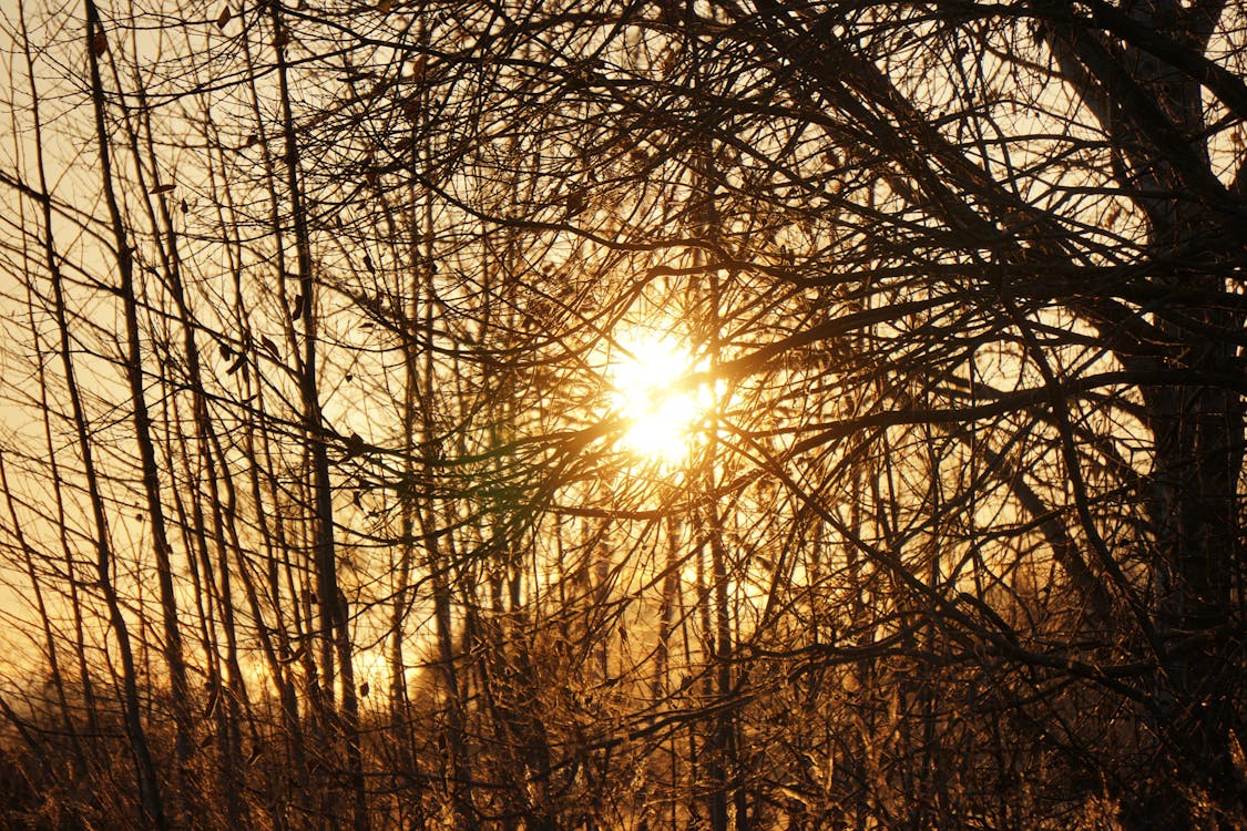 A Sun Glare Behind the Trees