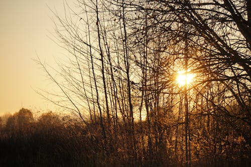 A Sun Glare Behind the Trees