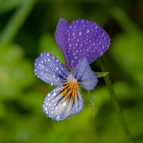 Purple Flower In Close-up Photography