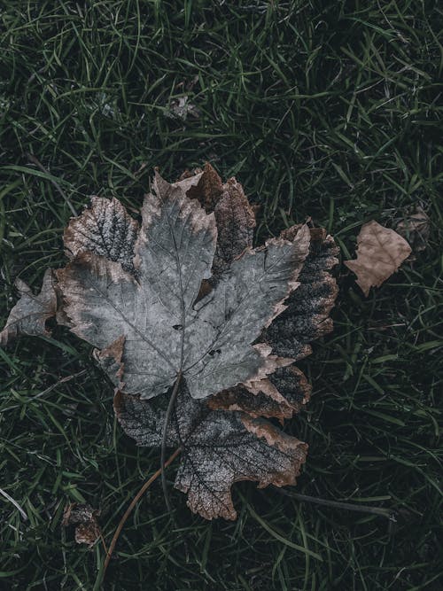 Withered Leaves on Grass