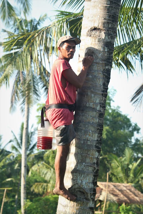 Ilmainen kuvapankkikuva tunnisteilla aasialainen mies, kiipeily, kookospalmut