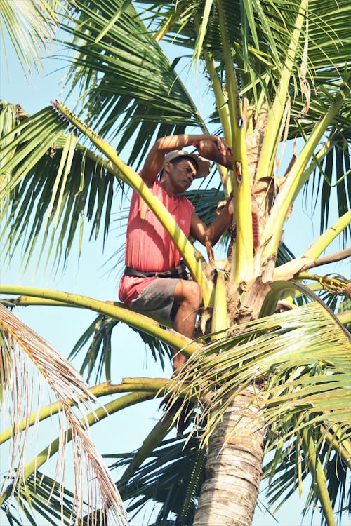 Foto d'estoc gratuïta de agricultor, Agricultura, arbre