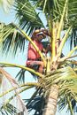 A Man Harvesting Coconut Sap