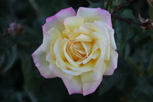 Yellow Petaled Flower