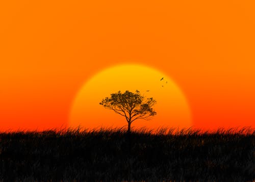 Ilmainen kuvapankkikuva tunnisteilla Afrikka, afrikkalainen, appelsiini