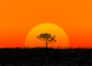 宁静的日落中，一棵孤树与鸟儿的轮廓映衬着充满活力的橙色天空，唤起一片宁静