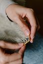 From above of crop unrecognizable lady wearing casual outwear knitting neatly with brown wooden needles while sitting in apartment