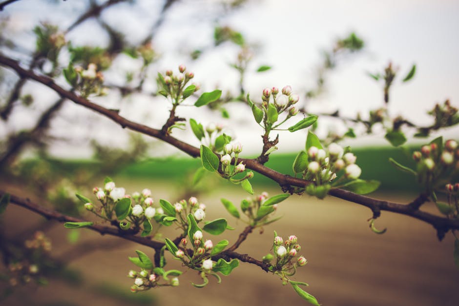 Apple tree flowers