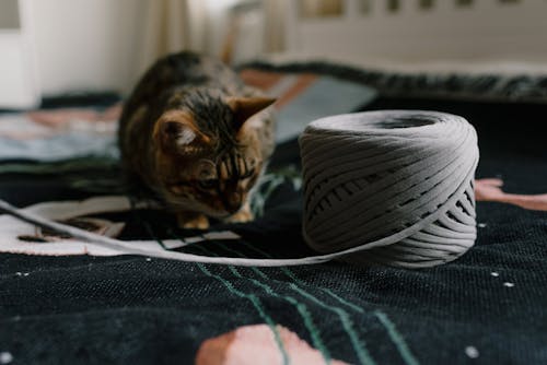 Základová fotografie zdarma na téma chování zvířat, kočka domácí, koťátko