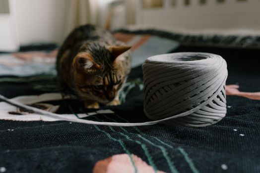警惕的小猫在纹理表面上玩麻线，展现出顽皮的动物行为