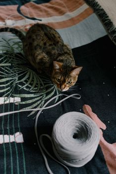 孟加拉猫在舒适的室内环境中，探索着热带图案挂毯上的纱线