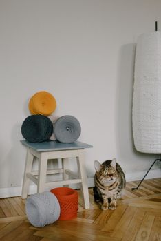 一只好奇的猫坐在一个装饰现代、色彩缤纷的纱线卷旁边，位于舒适的室内空间里