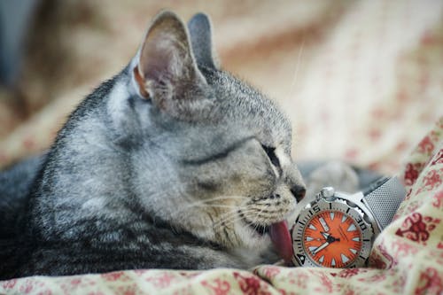 серо черный полосатый кот лижет серые часы