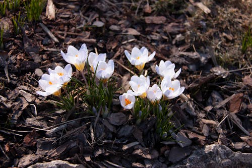 Free White Flowers on Brown Soil Stock Photo