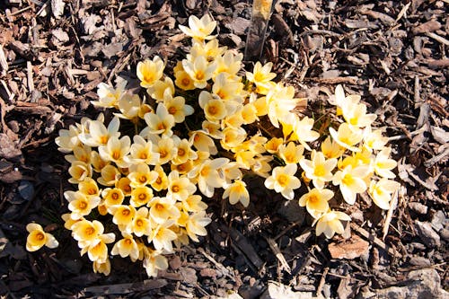 Yellow Flowers Blooming on Ground 