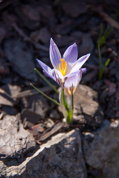 Purple Crocus Flower in Bloom