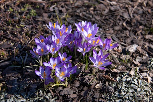 Purple Flowers Blooming on Ground 