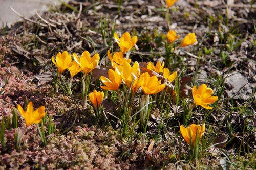 Free Vibrant yellow crocus flowers blooming in a garden, capturing the essence of spring. Stock Photo