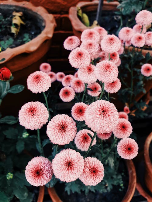 Immagine gratuita di crisantemo, delicato, fiori rosa