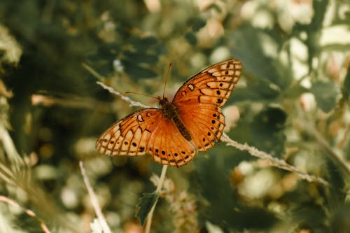 Close-up Photo of an Orange Butterfly