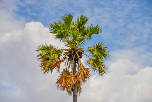 Green Palm Tree Under Blue Sky