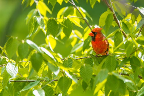 Free stock photo of american, birds, cardinal