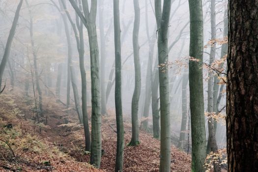 Peaceful woods with bare trees and fallen foliage on ground in dense fog