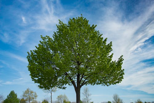 Foto profissional grátis de árvore, azul, céu
