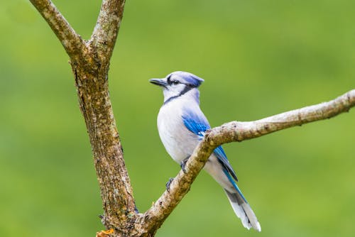 Close-Up Shot of a Blue Jay Perched on a Twig