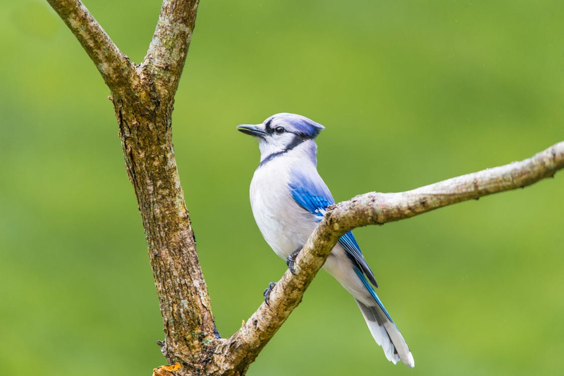 Close-Up Shot of a Blue Jay Perched on a Twig