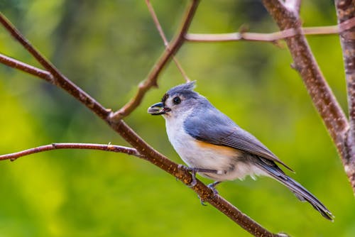 Close-Up Shot of a Black-Crested Titmouse Perched on a Twig