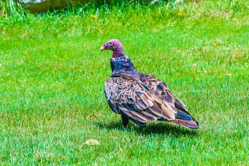 Foto profissional grátis de abutre de peru, águia, amplo