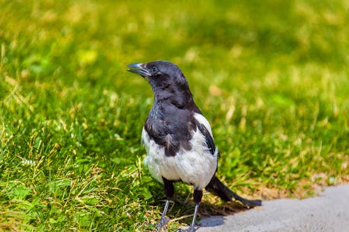Free stock photo of birds, black billed magpie, mohan