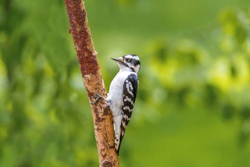 Free stock photo of birds, downy woodpecker, mohan