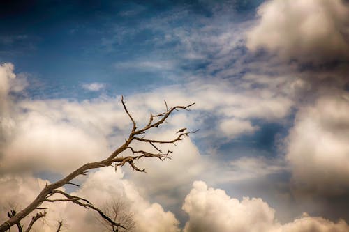 ağaç, bulutlar, doğa içeren Ücretsiz stok fotoğraf