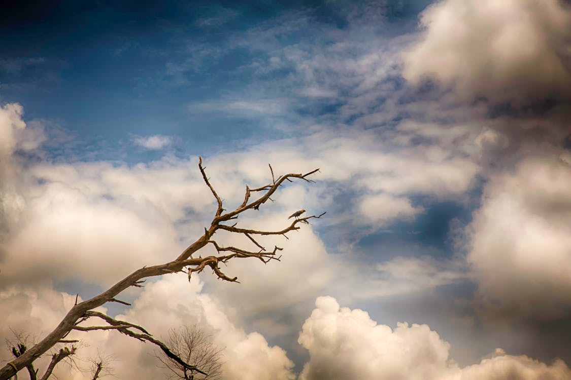 Free stock photo of birds, clouds, crow